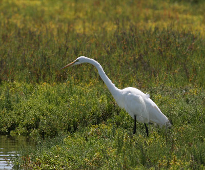 Great Egret (Ardea alba) - ägretthäger