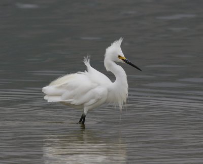 Snowy Egret (Egretta thula)