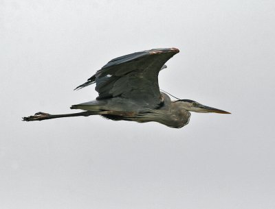 Great Blue Heron (Ardea herodias)