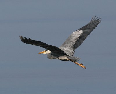 Grey Heron (Ardea cinerea)