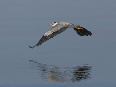 Grey Heron (Ardea cinerea)