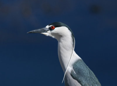 Black-Crowned Night Heron (Nycticorax