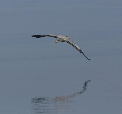 Grey Heron (Ardea cinerea)