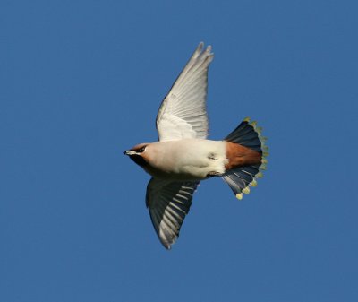 Bohemian Waxving (Bombycilla garrulus) - sidensvans