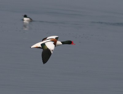 Common Shelduck (Tadorna tadorna)