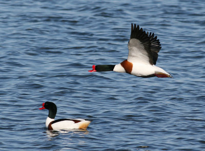 Common Shelduck (Tadorna tadorna)