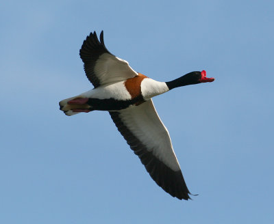 Common Shelduck (Tadorna tadorna)