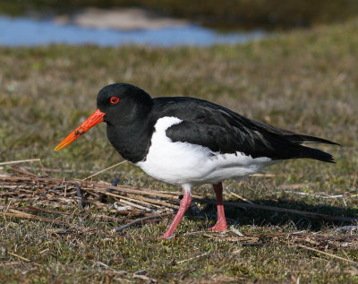 Eurasian Oystercatcher (Haematopus ostralegus)