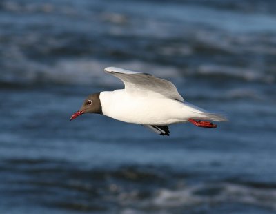 Black-headed Gull (Larus ridibundus) - skrattms