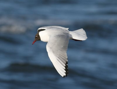 Black-headed Gull (Larus ridibundus) - skrattmås