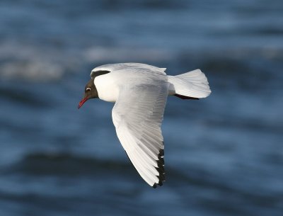 Black-headed Gull (Larus ridibundus) - skrattms