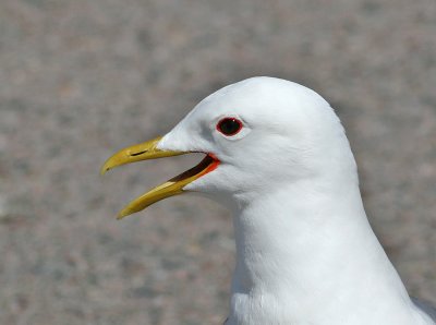 Common Gull (Larus c. canus) - fiskms