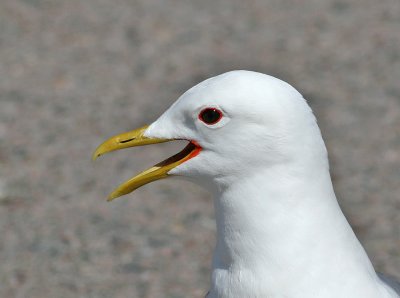 Common Gull (Larus c. canus) - fiskmås