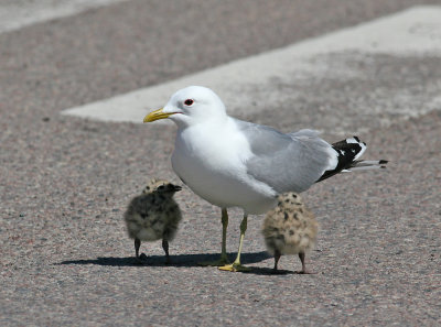 Common Gull (Larus c. canus) - fiskmås