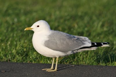 Common Gull (Larus c. canus) - fiskmås
