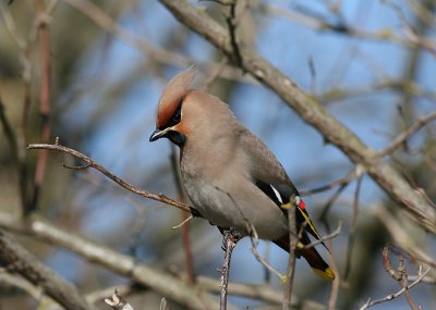 Bohemian Waxving (Bombycilla garrulus) - sidensvans