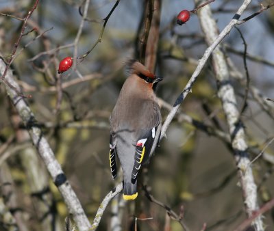 Bohemian Waxving (Bombycilla garrulus) - sidensvans