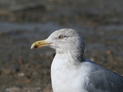 American Herring Gull (Larus smithsonianus)