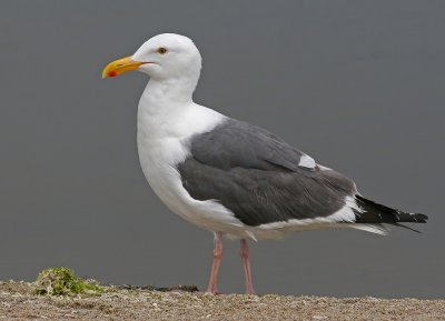 Western Gull (Larus occidentalis)