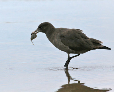 Heermann's Gull (Larus heermanni)