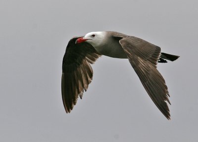 Heermann's Gull (Larus heermanni)
