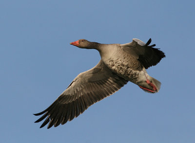 Greylag Goose (Anser anser) - grgs