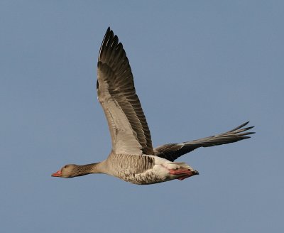 Greylag Goose (Anser anser) - grgs