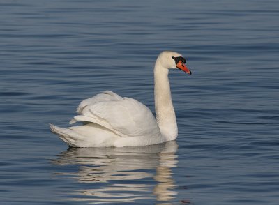 Mute Swan (Cygnus olor)