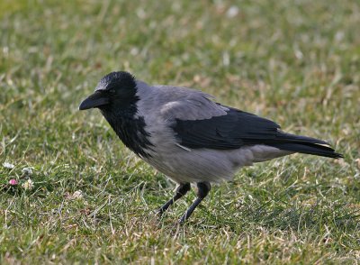 Hooded Crow (Corvus cornix) - Gråkråka