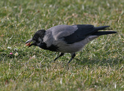Hooded Crow (Corvus cornix) - Gråkråka