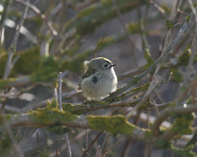 Goldcrest (Regulus regulus)