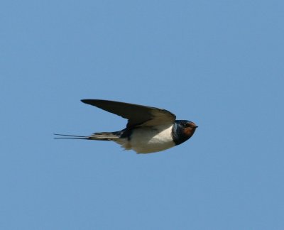 Barn Swallow (Hirundo rustica) - ladusvala