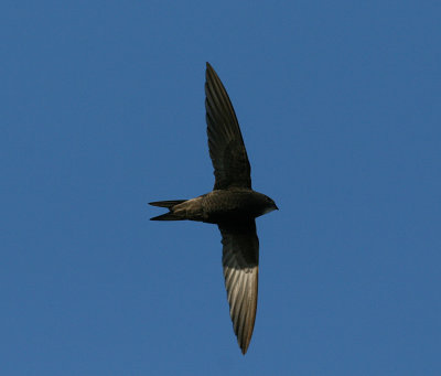 Common Swift (Apus apus) - tornseglare
