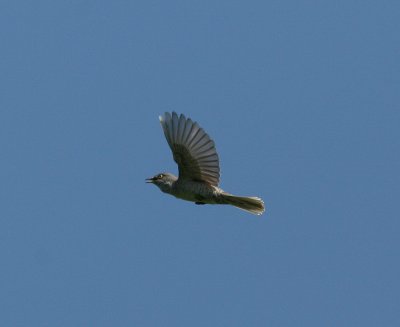 Barred Warbler (Sylvia nisoria)