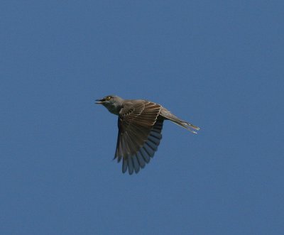 Barred Warbler (Sylvia nisoria)