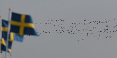 Brent Goose (Branta b. bernicla)