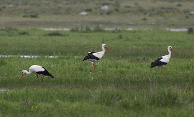 White Stork (Ciconia ciconia)