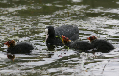 Common Coot (Fulica atra)