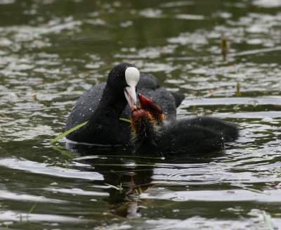 Common Coot (Fulica atra)