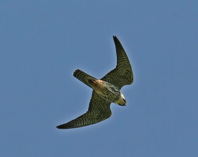 Eurasian Hobby (Falco subbuteo )