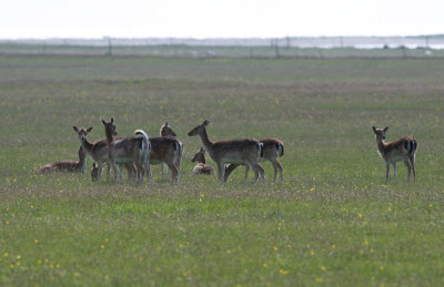 Fallow Deer (Dama dama) - dovhjort