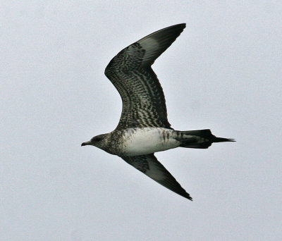 Parasitic Jaeger (Stercorarius parasiticus)