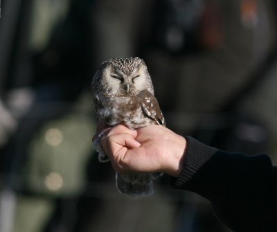 Boreal Owl (Aegolius funereus) - prluggla