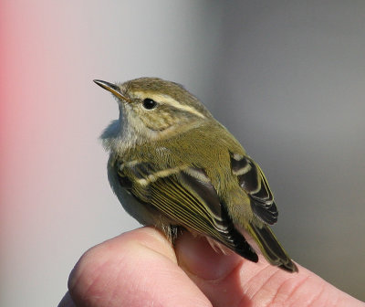 Hume's Yellow-browed Warbler (Phylloscopus humei)