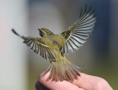 Hume's Yellow-browed Warbler (Phylloscopus humei)