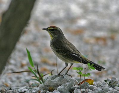 Palm Warbler (Dendroica palmarum)