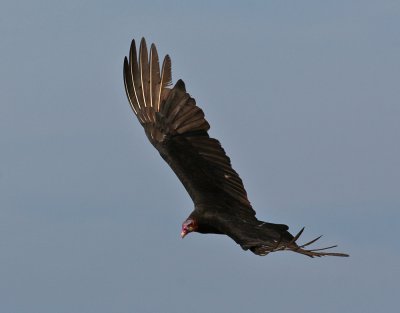 Lesser Yellow-headed Vulture (Cathartes burrovianus)