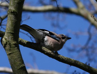 Eurasian Jay (Garrulus glandarius) - nötskrika
