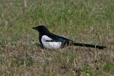 Eurasian Magpie (Pica pica) - skata