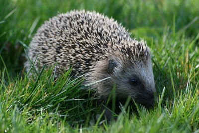  West European Hedgehog (Erinaceus europaeus) - igelkott
